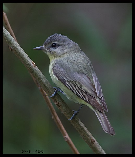 _6SB0945 warbling vireo.jpg